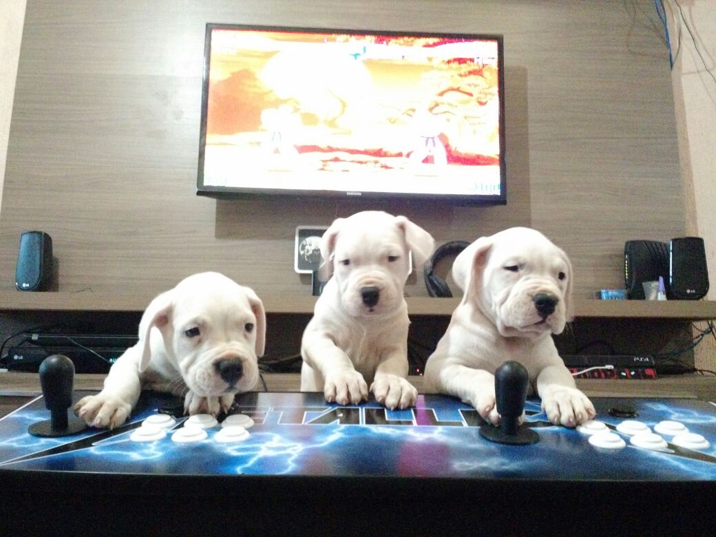 Fotos-Thiago Silas Matos-Prodemge-Cartina, Cintia e Carabina.jpeg